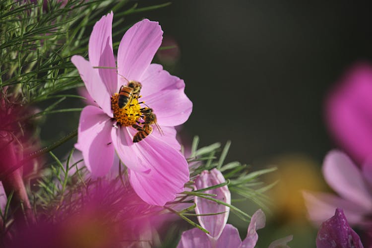 Bees On A Pink Flower