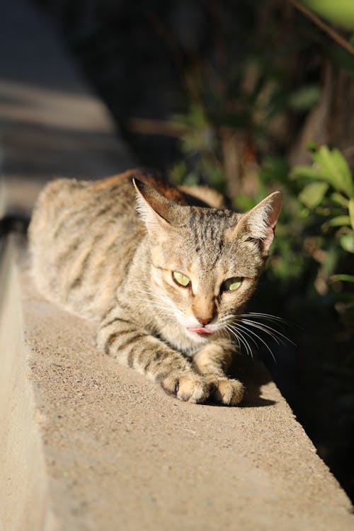 Ingyenes stockfotó macska, macskák, utcamacska témában