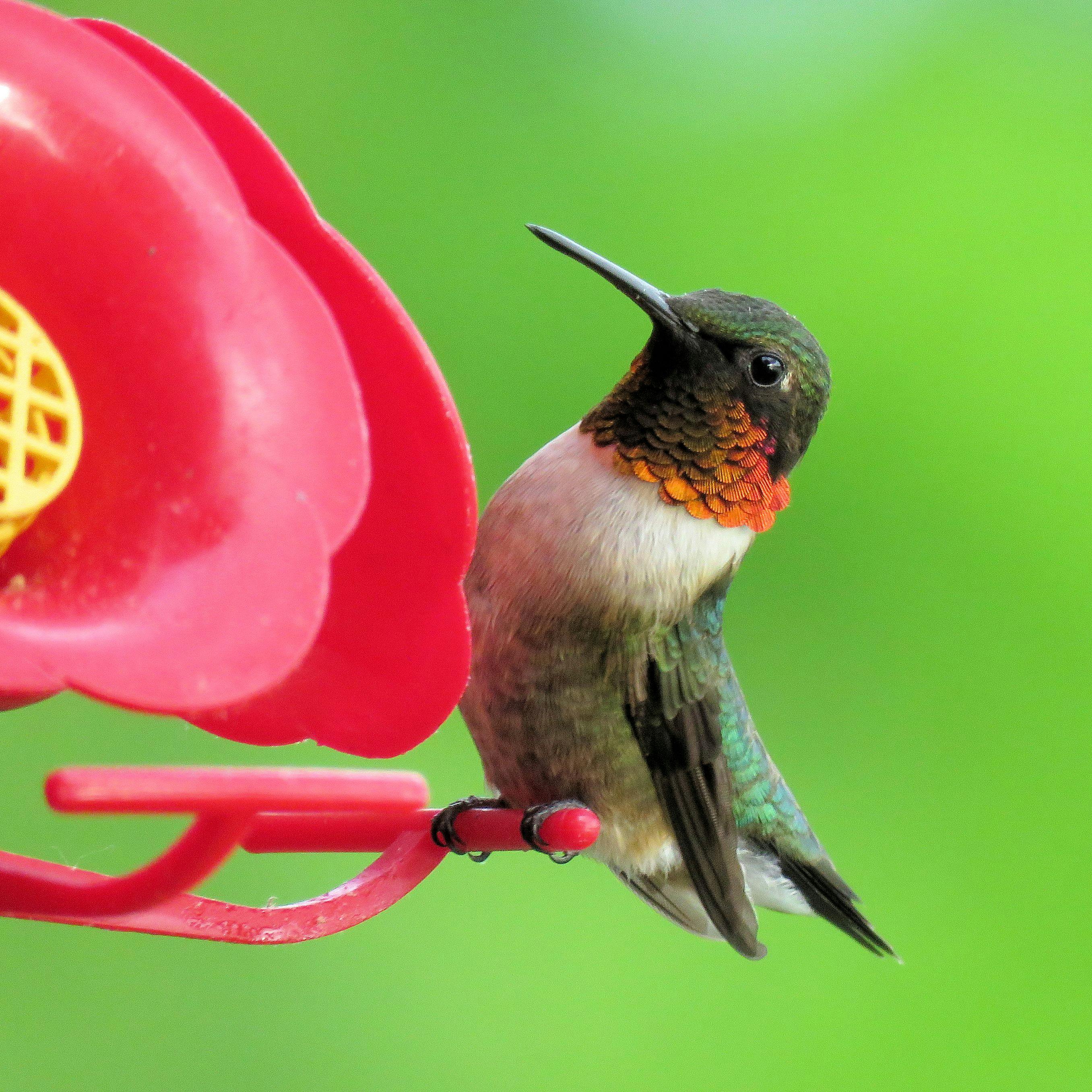 free-stock-photo-of-hummingbird