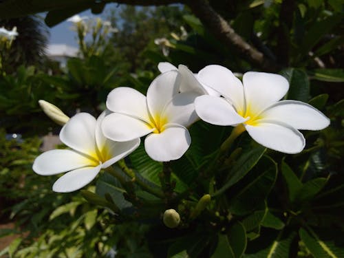 Imagine de stoc gratuită din floare