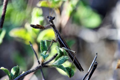 Gratis Foto stok gratis belalang sembah, fotografi makro, fotografi serangga Foto Stok