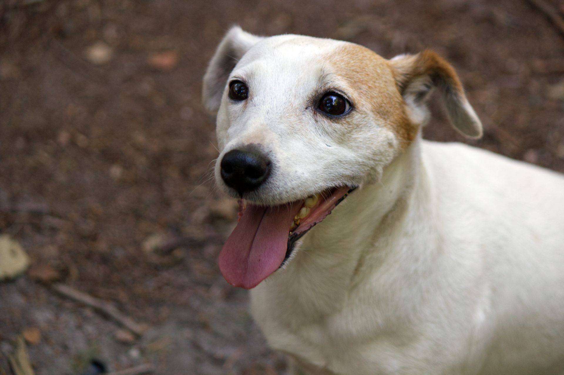 Close Up Photo of a White Short Coated Dog