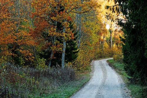 Kostenloses Stock Foto zu bäume, feldweg, natur