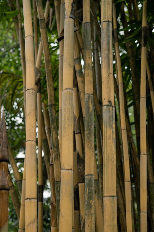 Brown Bamboo Tree