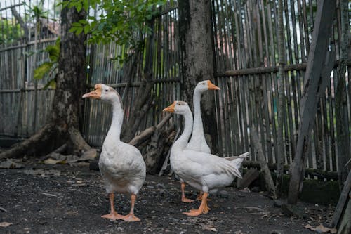 Free Photo of White Geese Stock Photo