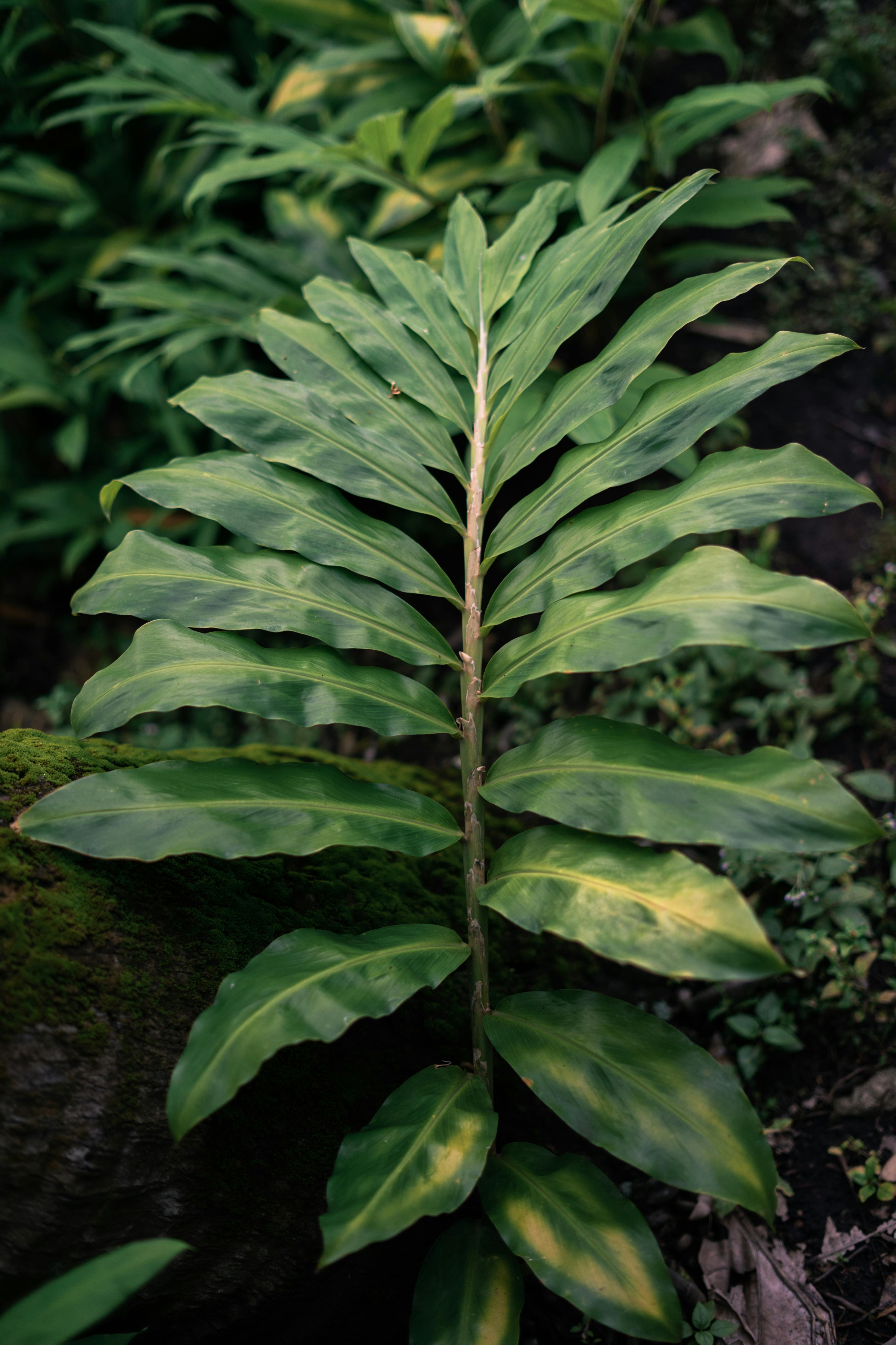 Close-up view of a lush green tropical plant leaf with prominent veins, showcasing natural beauty.