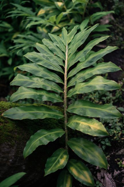 Close-up view of a lush green tropical plant leaf with prominent veins, showcasing natural beauty.