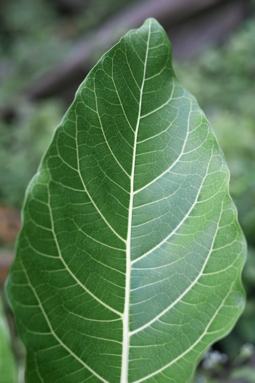 Green Leaf in Close Up Photography