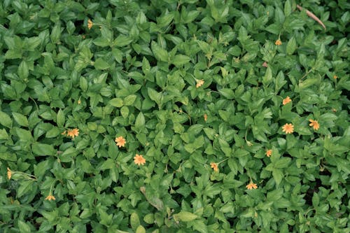 Close Up Photo of Flowering Plants