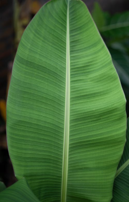 Green Leaf in Close Up Photography