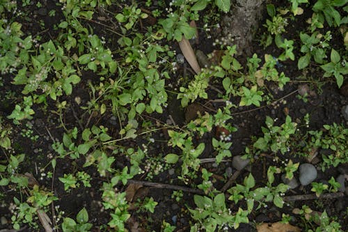 Darmowe zdjęcie z galerii z gleba, liście, rośliny
