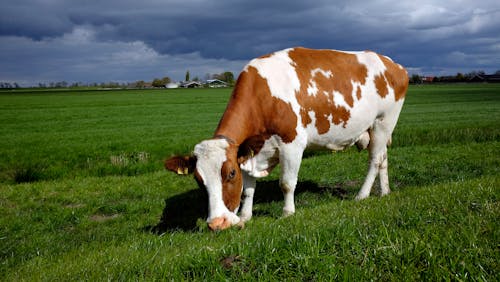 Free White and Brown Cow on Green Grass Field Stock Photo