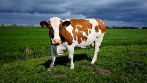 Free White and Brown Cow on Green Grass Field Under Cloudy Sky Stock Photo