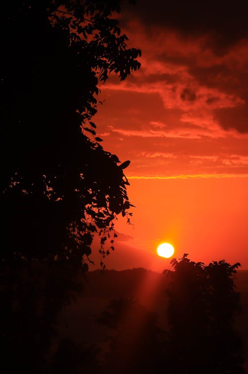 Foto d'estoc gratuïta de arbres, bonic capvespre, capvespre