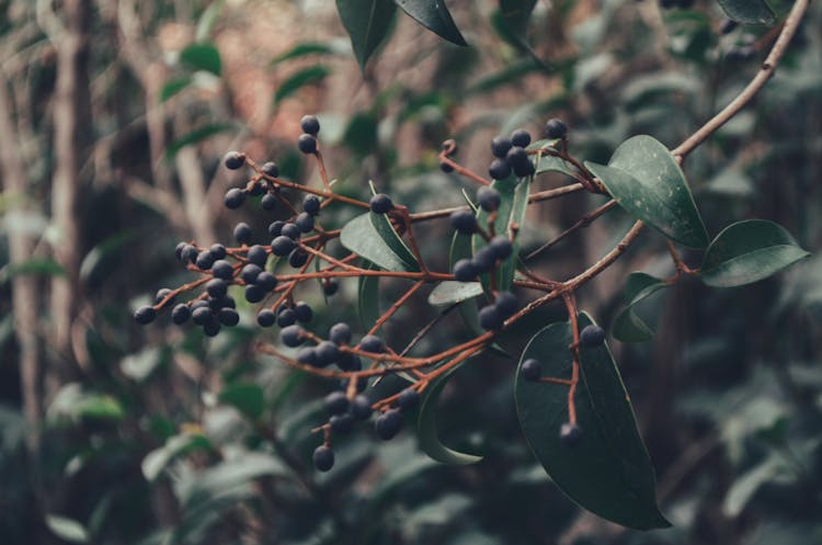 Close-up Photo Of Glossy Privet