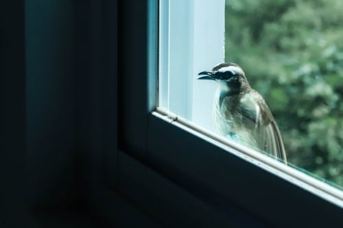 Foto d'estoc gratuïta de animal, au, cara d’ocells