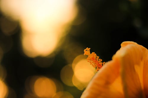 Foto d'estoc gratuïta de de prop, enfocament de primer pla, flor