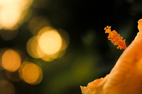 Foto d'estoc gratuïta de de prop, enfocament de primer pla, flor