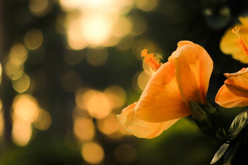 Foto d'estoc gratuïta de flor, flor bonica, flor groga