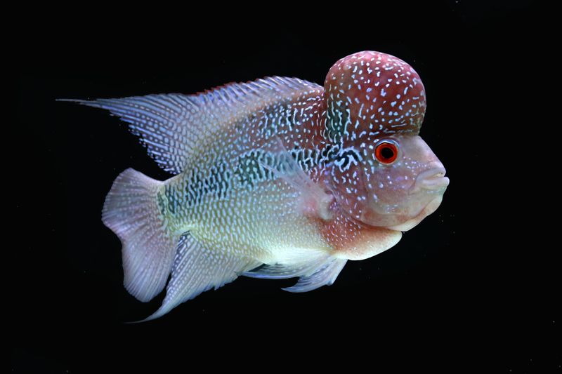 Close-up of a colorful Flowerhorn cichlid fish with a distinct nuchal hump swimming in an aquarium.