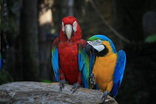 Perched Macaw Birds