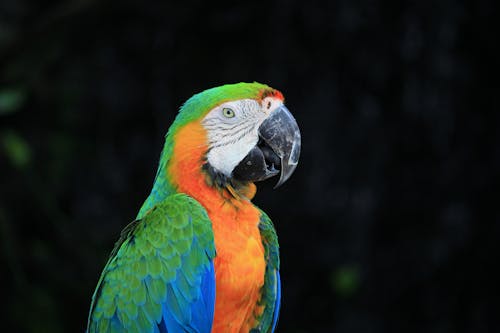 Close Up Photo of Macaw Bird