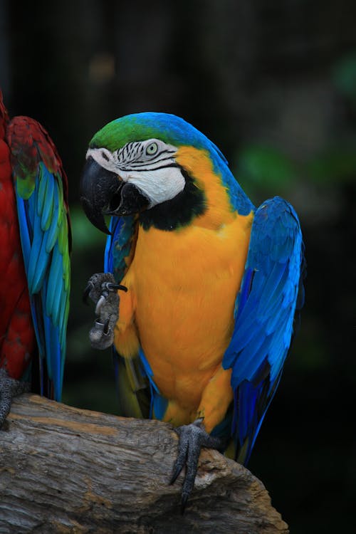 Macaw Bird in Close Up Photography