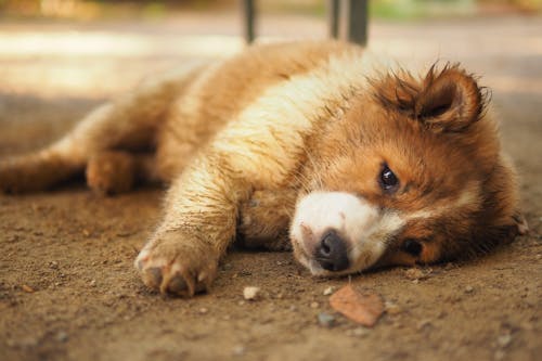 Brown and White Long Coated Dog Lying on Ground