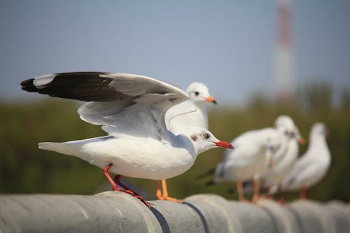 Seagull spreading its Wings 