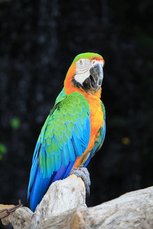 Close-up Photo of Perched Macaw 