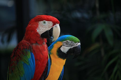 Close Up Photo of Parrots