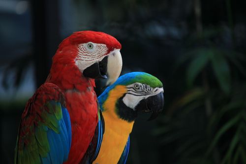 Free Close-up of colorful macaws showcasing vibrant plumage in a natural setting. Stock Photo