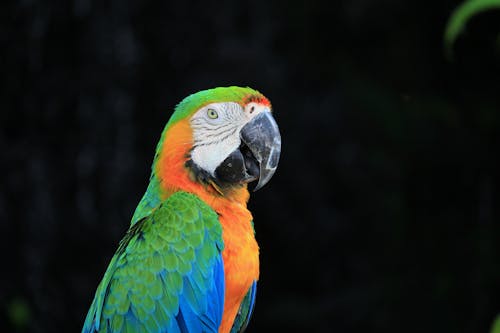 Close Up Photo of a Parrot