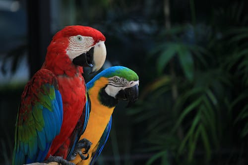 Close Up Photo of Macaw Birds