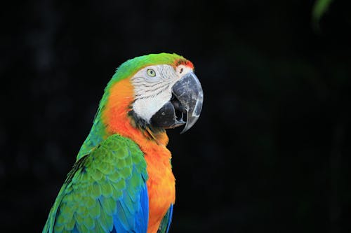 Close Up Photo of a Macaw Bird