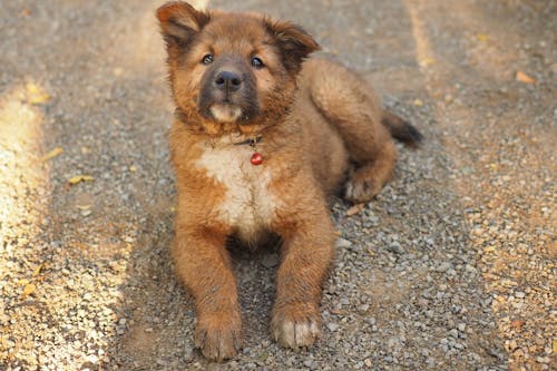 Brown Puppy Lying on the Ground