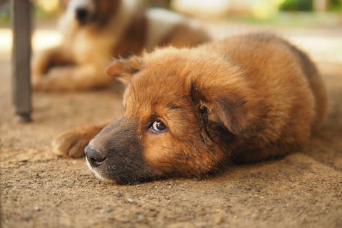 Brown Dog Lying on Brown Sand