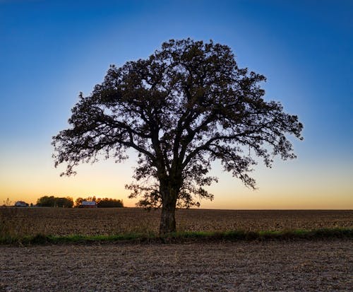 Gratuit Imagine de stoc gratuită din arbore, câmpuri, terenuri agricole Fotografie de stoc