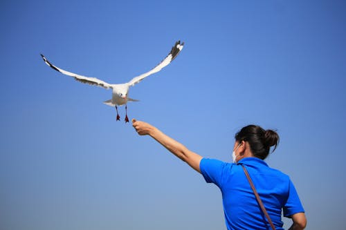 Woman in Blue T-shirt Feeding a Bird