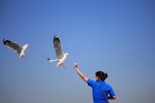 Birds Flying Near a Woman