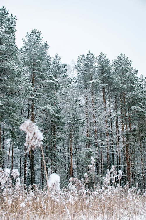 Foto stok gratis cuaca dingin, hutan, musim dingin
