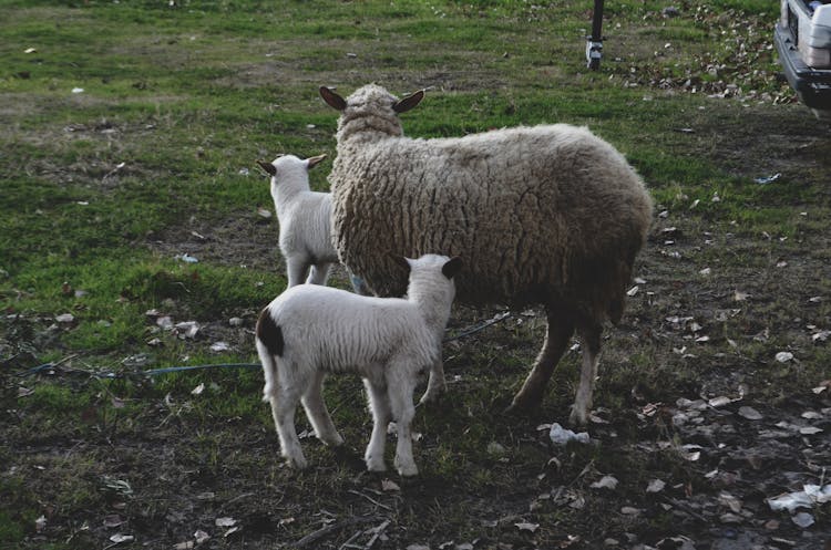 Sheep And Lambs On Grass Field 