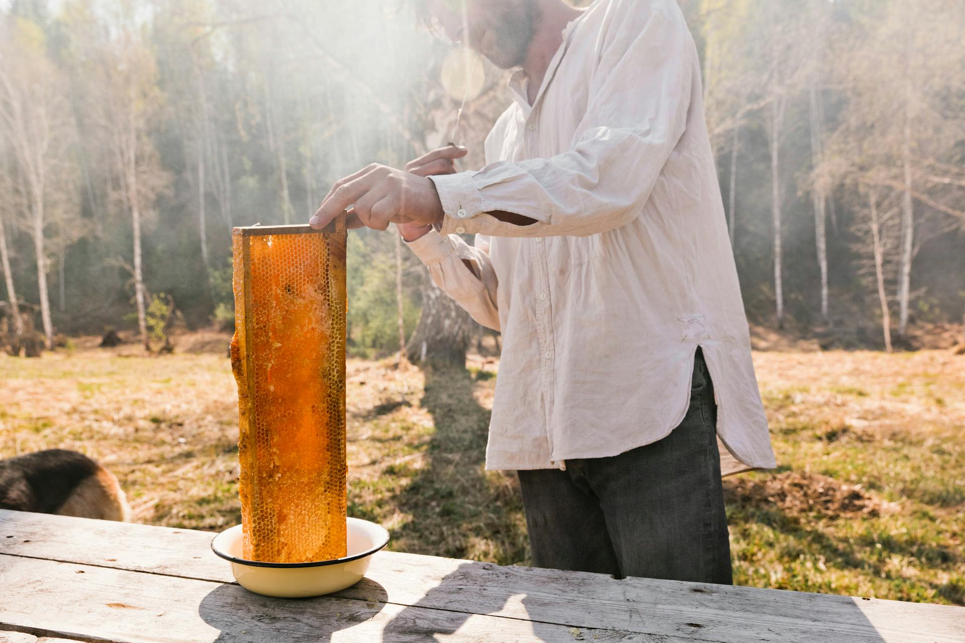A beekeeper carefully extracts a honeycomb on a sunny day outdoors. Perfect for harvest themes.