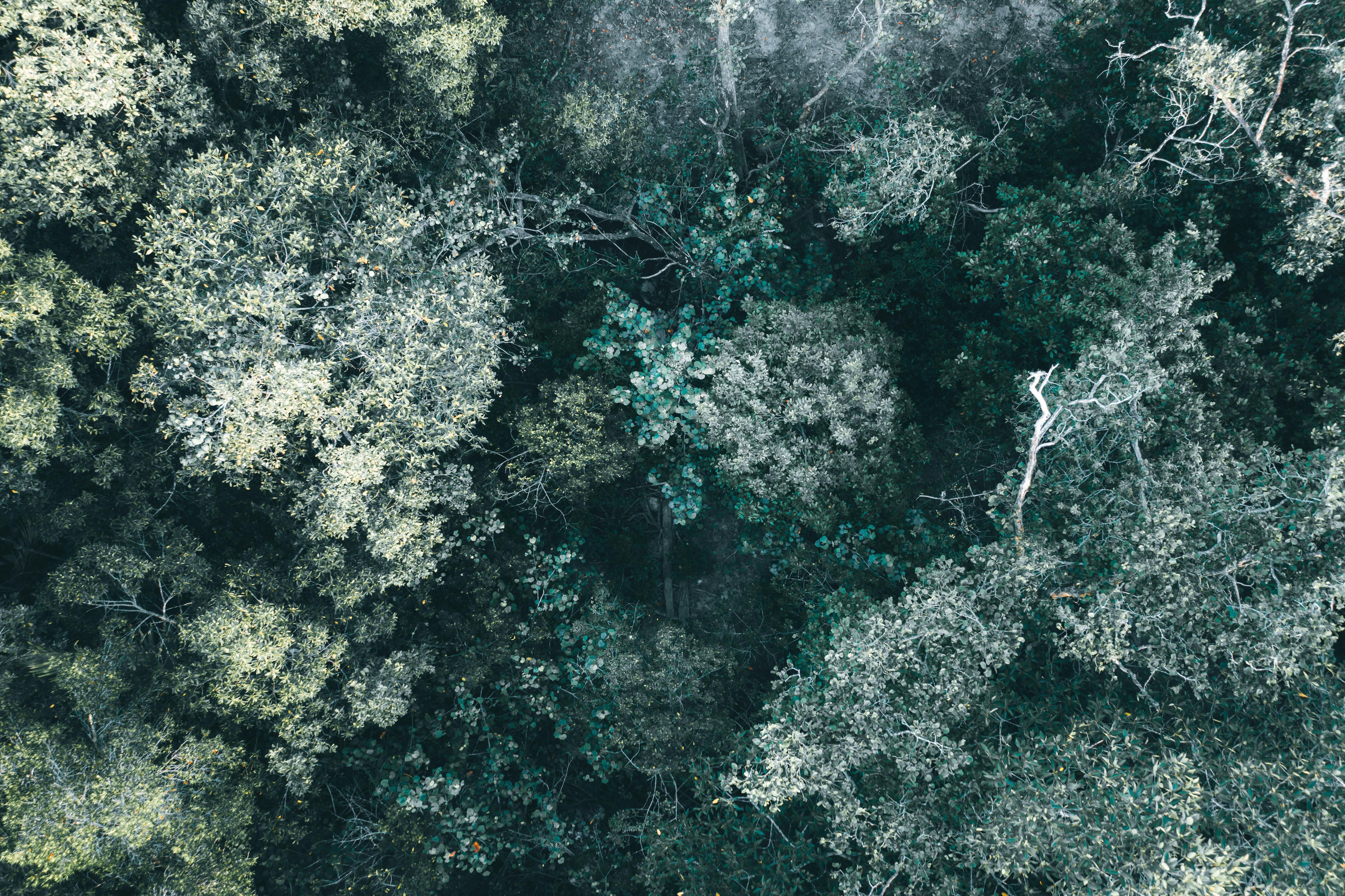 IT and Environmental, Social, and Corporate Governance (ESG), Part One: A CEO and Board Concern — Photo by Pok Rie on Pexels