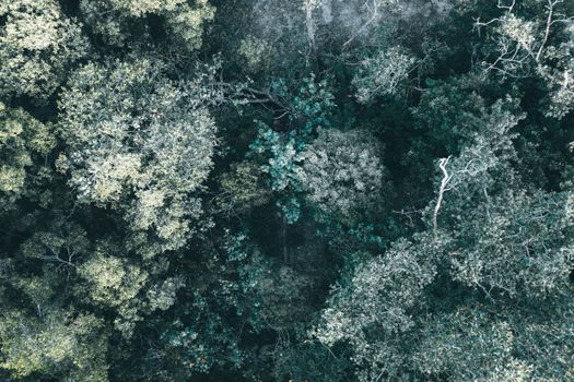 Stunning aerial view of lush forest canopy in Chukai, Terengganu, Malaysia.