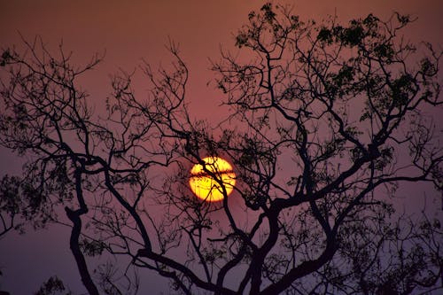 Fotos de stock gratuitas de árbol, caer, noche