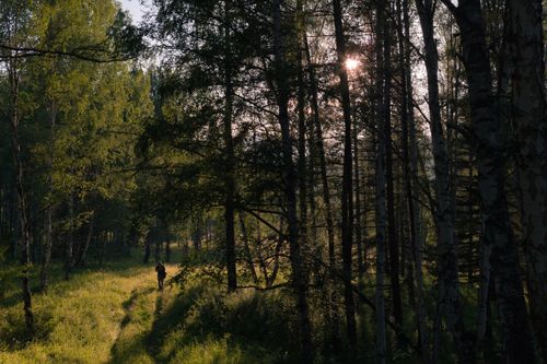 Free A tranquil forest scene with sunlight filtering through trees, capturing the essence of nature's beauty. Stock Photo