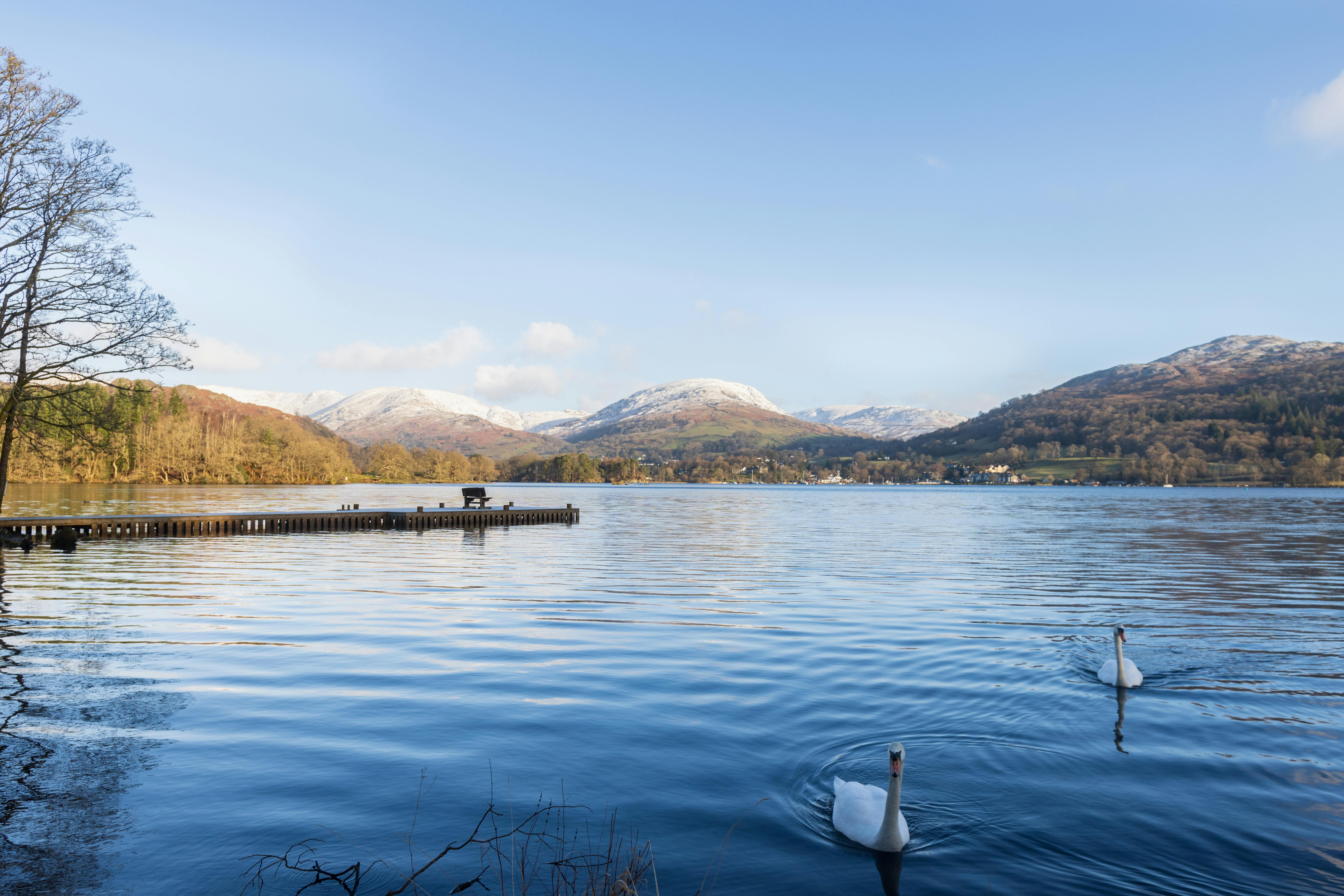 Peaceful lake scene in Ambleside, England with swans and snowy mountains.