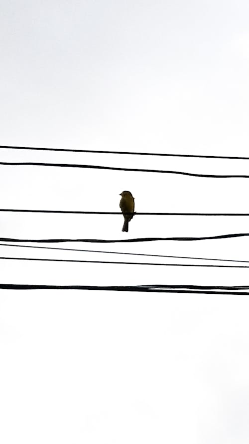 Free stock photo of bird, city, electrical wires