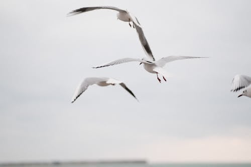 Základová fotografie zdarma na téma fotografie ptáků, hejno, létání